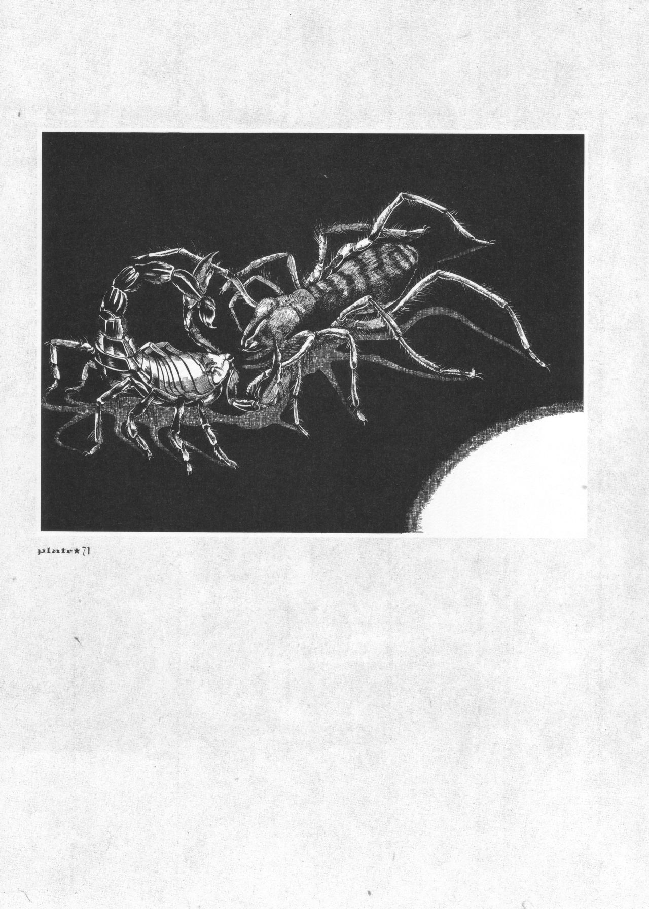 [Suehiro Maruo] MARUOGRAPH EX I page 107 full